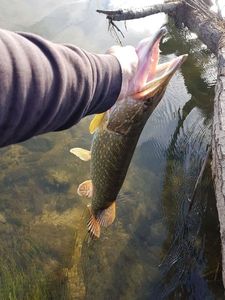 Northern Pike