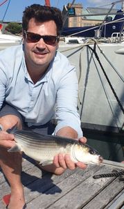 Thicklip Grey Mullet