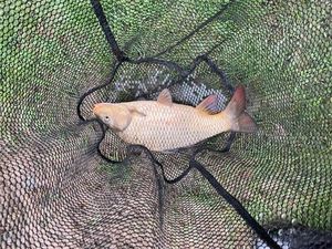 Crucian Carp