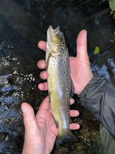 Brown Trout