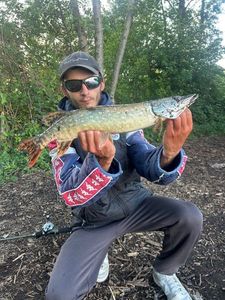 Northern Pike