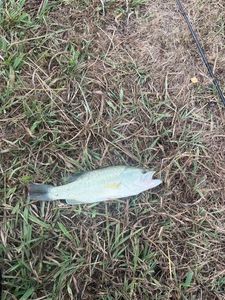 Largemouth Bass