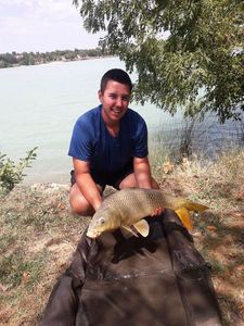 Common Carp