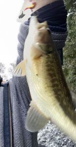 Largemouth Bass