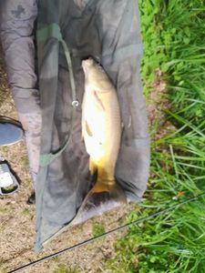 Mirror Carp