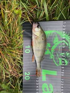 European Perch
