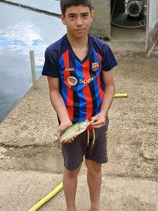 Largemouth Bass