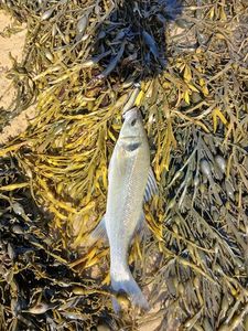 European Bass (Seabass)