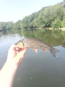 Chub