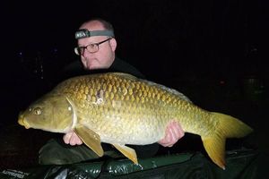 Common Carp
