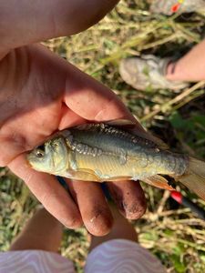 Mirror Carp