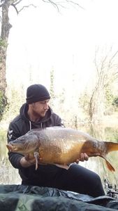 Mirror Carp