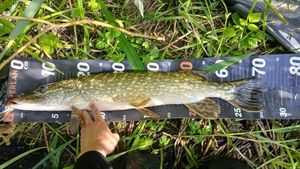 Northern Pike