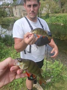 European Perch