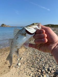 European Bass (Seabass)