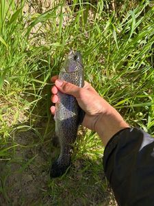 Rainbow Trout