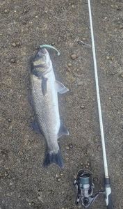 European Bass (Seabass)
