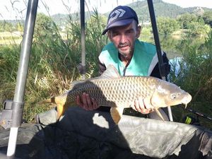 Common Carp