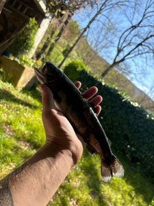 Rainbow Trout