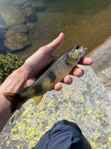 Brown Trout