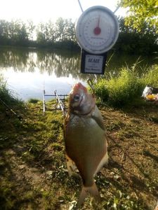 Common Bream