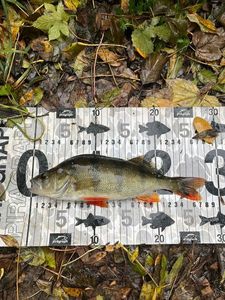 European Perch