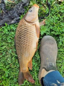 Common Carp