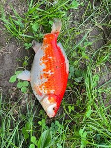 Koï Fish