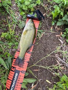 Largemouth Bass