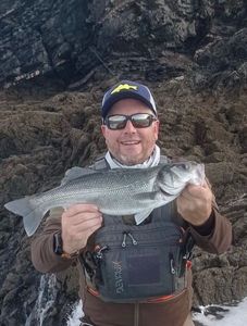 European Bass (Seabass)