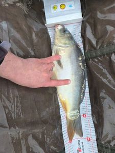 Mirror Carp