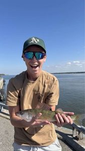 Walleye