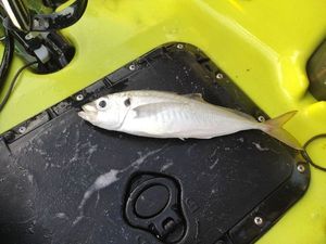 Greenback Horse Mackerel