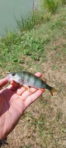 European Perch