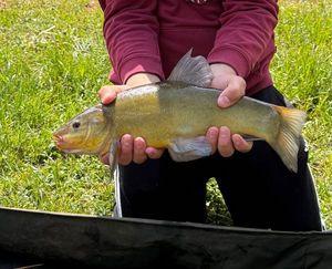 Tench