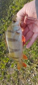 European Perch