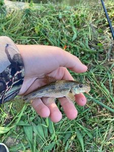 Gudgeon