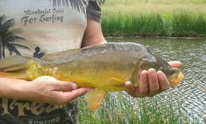 Mirror Carp