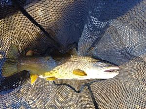 Brown Trout