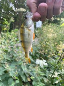 European Perch