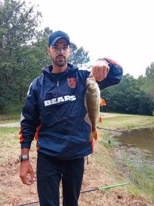 European Perch