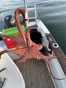 Common Octopus