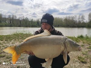 Mirror Carp