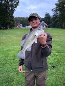 Largemouth Bass