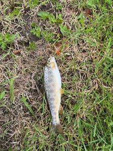 Brown Trout