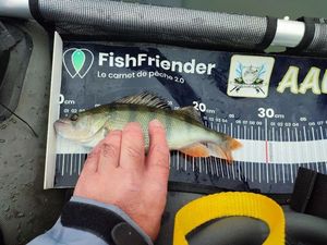 European Perch