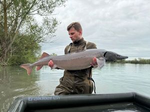 Siberian Sturgeon