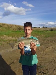 Largemouth Bass