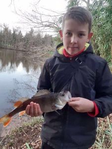 European Perch