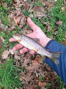 Brown Trout